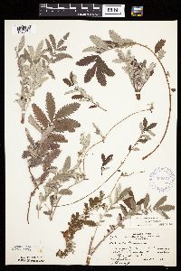 Potentilla anserina image