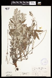 Potentilla anserina image