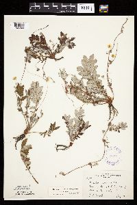 Potentilla anserina image