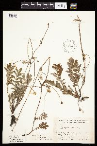 Potentilla anserina image