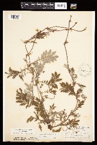 Potentilla anserina image