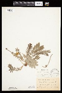 Potentilla anserina image