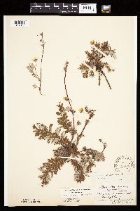 Potentilla anserina image