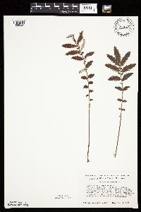 Potentilla anserina image