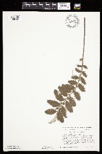 Potentilla anserina image