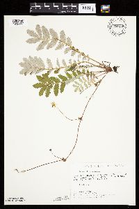 Potentilla anserina image