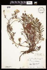 Potentilla anserina image