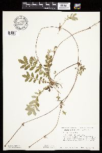 Potentilla anserina image
