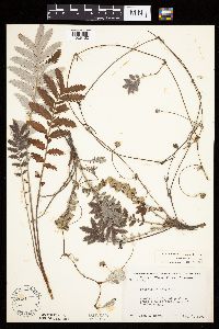 Potentilla anserina image