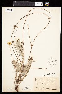 Potentilla anserina image