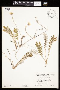 Potentilla anserina image