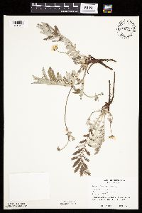 Potentilla anserina image