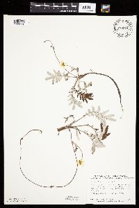 Potentilla anserina image