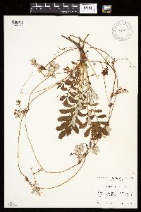 Potentilla anserina image