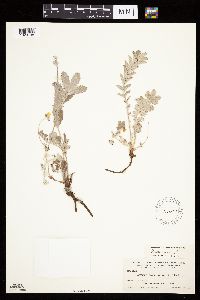 Potentilla anserina image