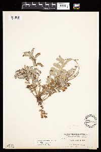 Potentilla anserina image