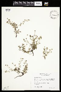 Potentilla argentea image