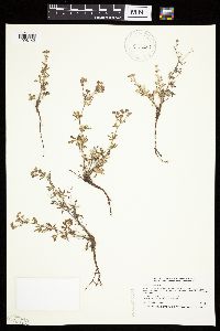 Potentilla argentea image