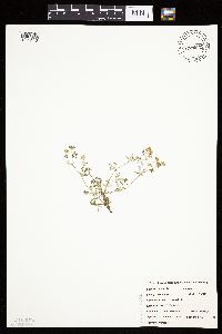 Potentilla argentea image