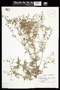 Potentilla argentea image