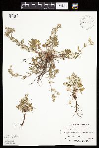Potentilla argentea image