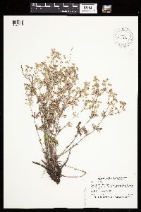 Potentilla argentea image