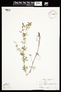 Potentilla argentea image