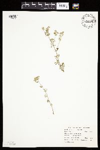 Potentilla argentea image