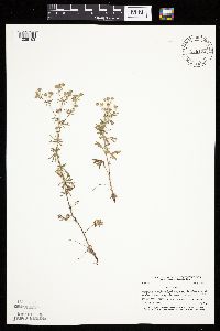 Potentilla argentea image