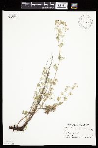 Potentilla argentea image