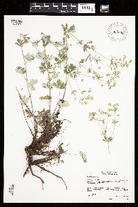 Potentilla argentea image
