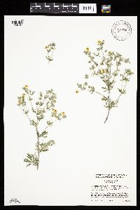 Potentilla argentea image