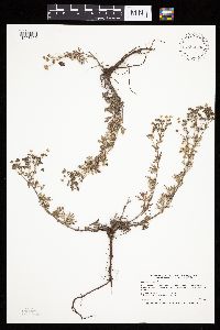 Potentilla argentea image