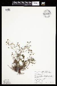 Potentilla argentea image