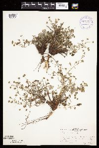 Potentilla argentea image