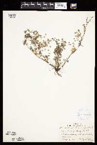 Potentilla argentea image