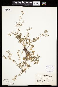 Potentilla argentea image