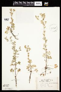 Potentilla argentea image