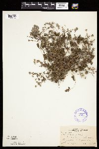 Potentilla argentea image