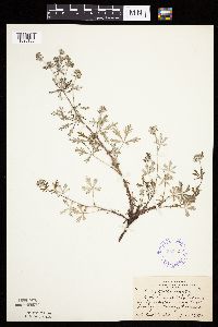 Potentilla argentea image