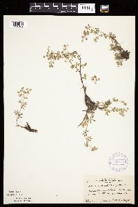 Potentilla argentea image