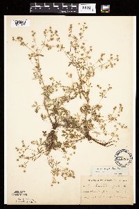 Potentilla argentea image