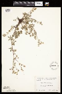 Potentilla argentea image
