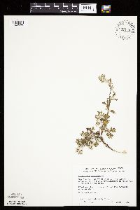 Potentilla argentea image
