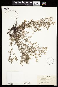 Potentilla argentea image