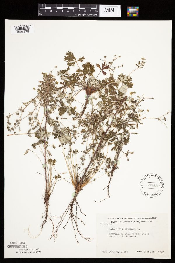 Potentilla argentea image