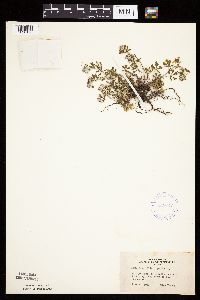 Potentilla argentea image