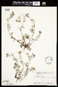 Potentilla argentea image