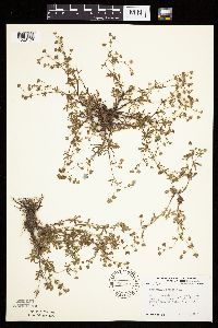 Potentilla argentea image