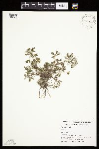 Potentilla argentea image